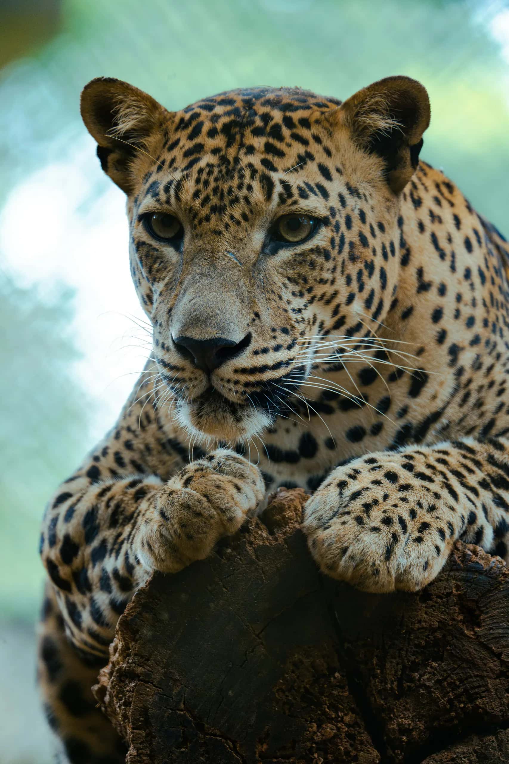 A Sri Lankan leopard resting on a branch
