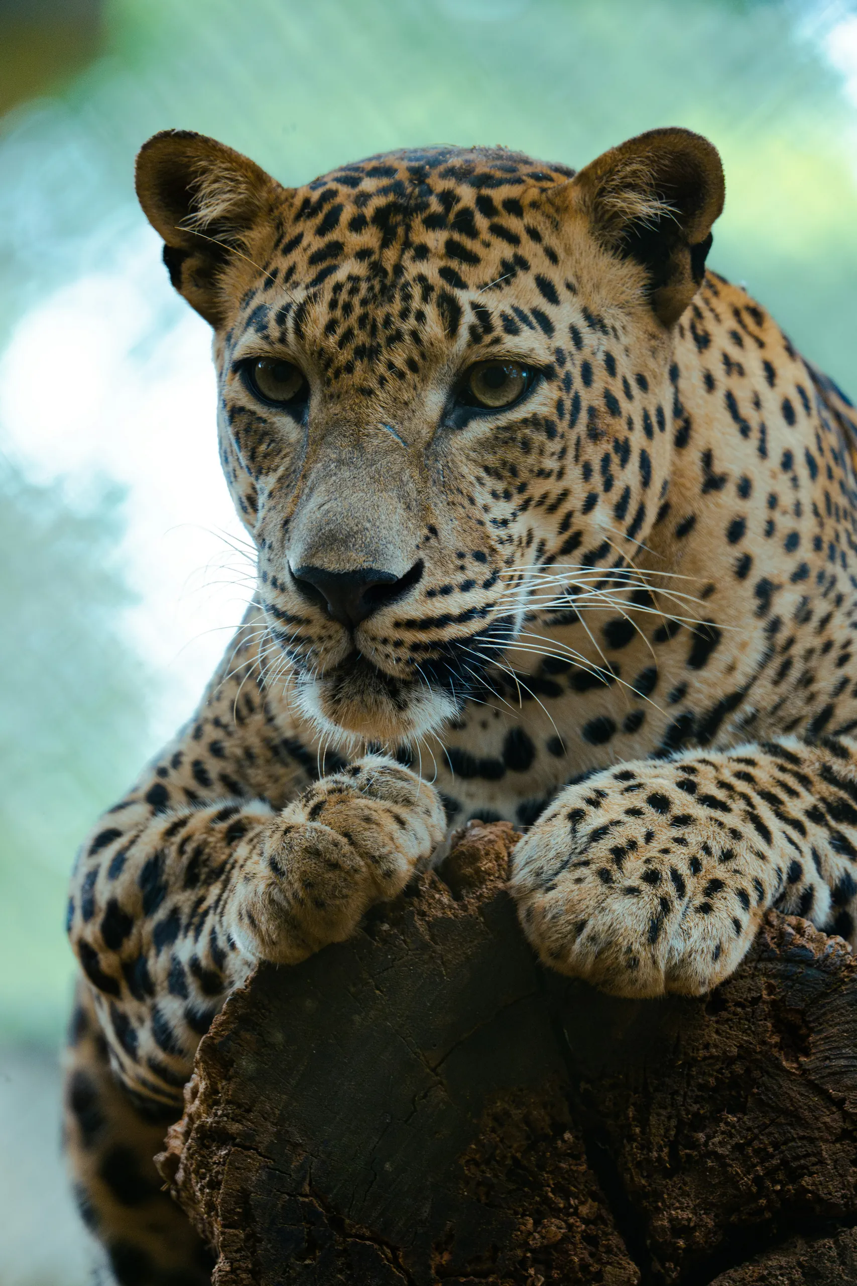 A Sri Lankan leopard resting on a branch